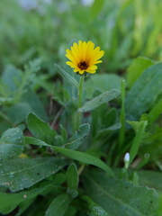 Calendula arvensis