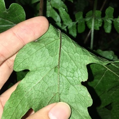 Tectaria griffithii