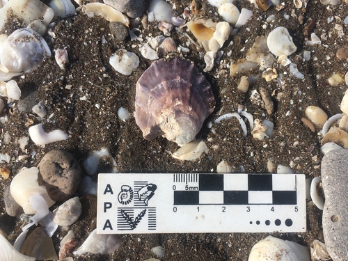 Argentine flat oyster