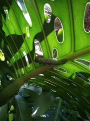 Manduca