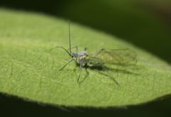 Calaphidina