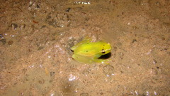 Sphaenorhynchus caramaschii