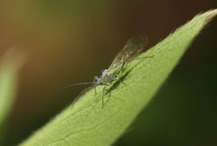 Calaphidina