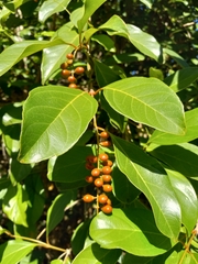 Citharexylum spinosum