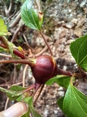 Procecidochares utilis