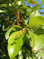 Citharexylum spinosum