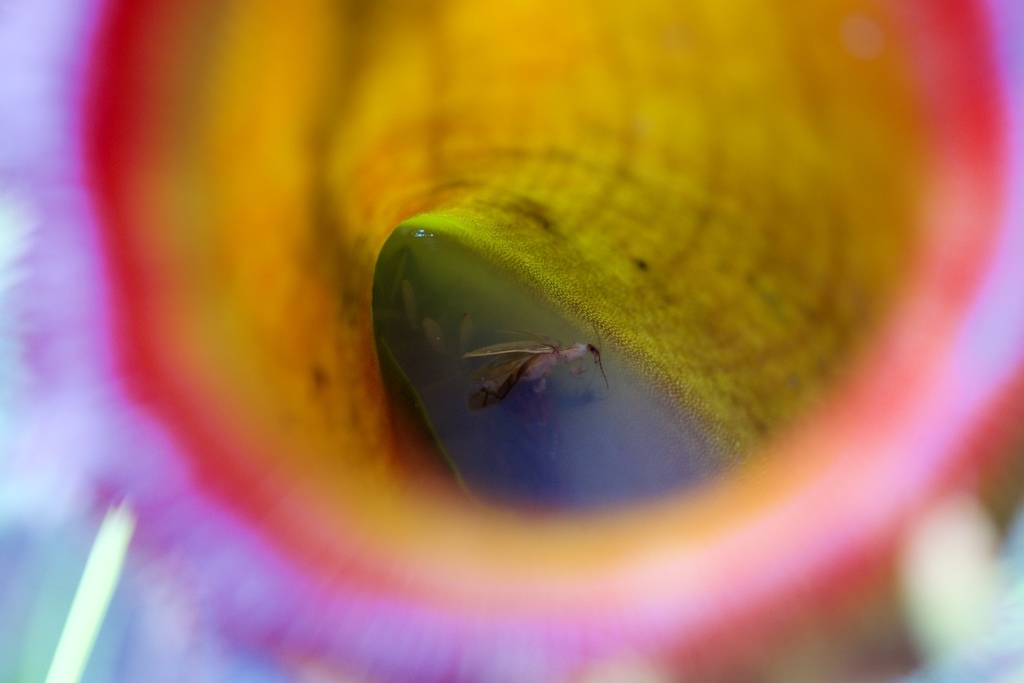 Nepenthes × kinabaluensis Sh.Kurata 3