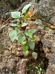 Procecidochares utilis