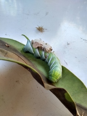 Manduca