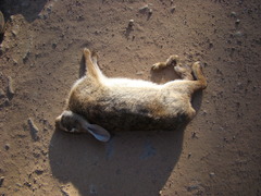 Sylvilagus brasiliensis