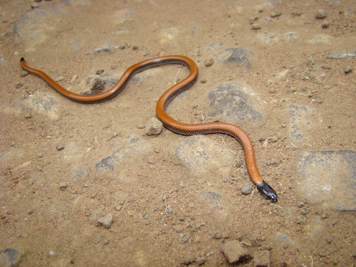 Photo of a Common bilineate Blackhead (Apostolepis dimidiata)