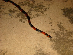 Oxyrhopus guibei