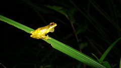 Dendropsophus microps