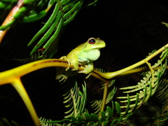 Aplastodiscus perviridis