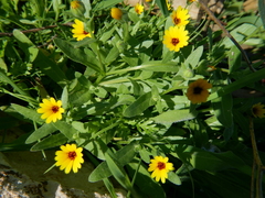 Calendula arvensis
