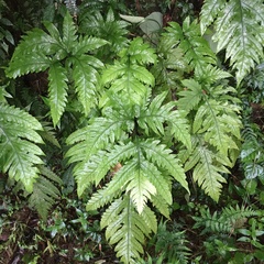 Tectaria griffithii