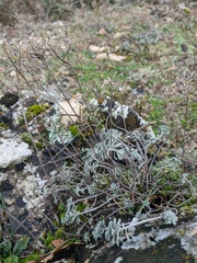 Odontarrhena tortuosa