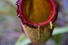 Nepenthes × kinabaluensis
