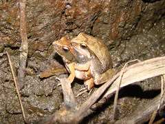 Physalaemus cuvieri