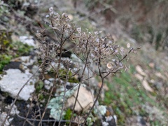 Odontarrhena tortuosa