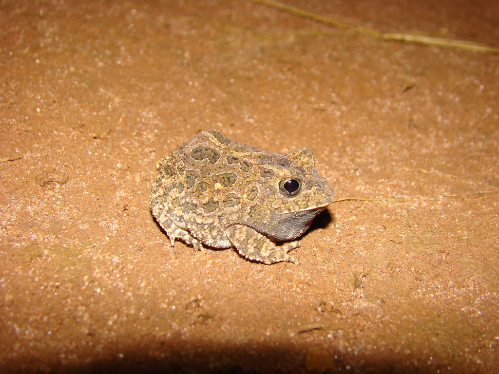 Botucatu Smooth-Horned Frog