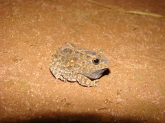Proceratophrys moratoi