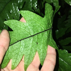 Tectaria griffithii