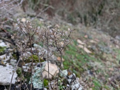 Odontarrhena tortuosa