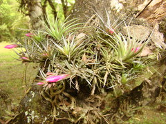 Tillandsia tenuifolia