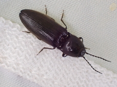 Hemicrepidius hirtus