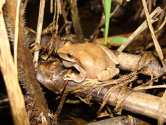 Dendropsophus anceps