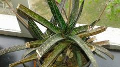 Gasteria carinata