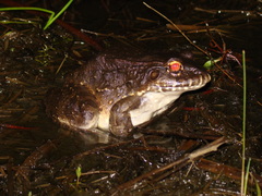 Leptodactylus labyrinthicus
