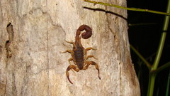 Tityus bahiensis