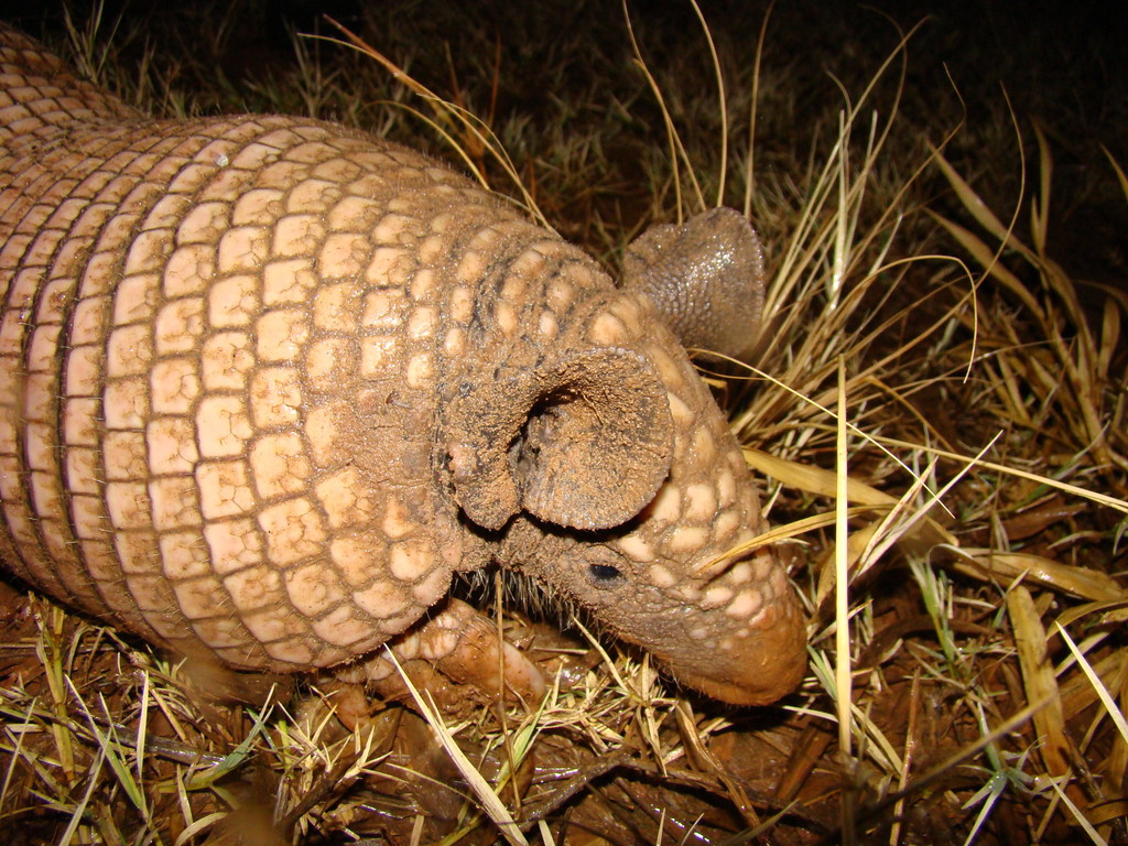 Greater Naked-Tailed Armadillo