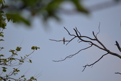 Cacomantis merulinus