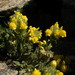 Rock Toadflax - Photo (c) whinaem, some rights reserved (CC BY-NC)