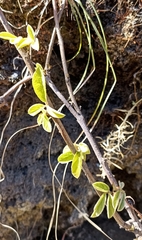 Ototropis multiflora