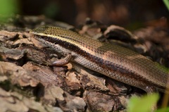 Eutropis carinata