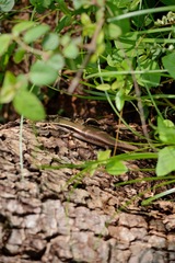 Eutropis carinata