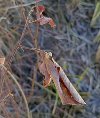 Ototropis multiflora