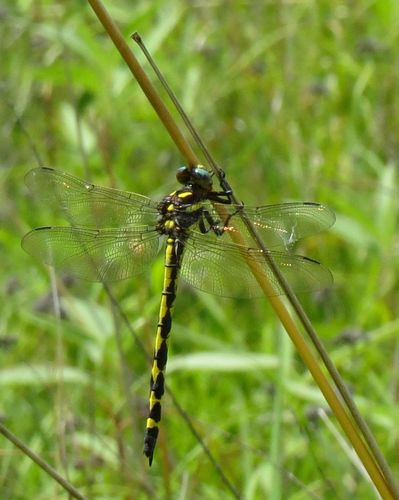 Arrowhead Spiketail photo 2