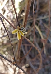 Ototropis multiflora