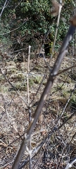 Spermadictyon suaveolens