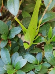 Stilpnochlora thoracica