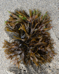 Fucus ceranoides