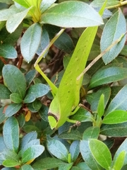 Stilpnochlora thoracica