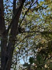 Sciurus carolinensis