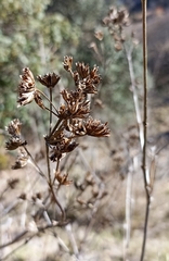 Spermadictyon suaveolens