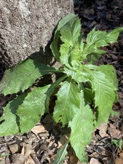 Erechtites hieraciifolius image